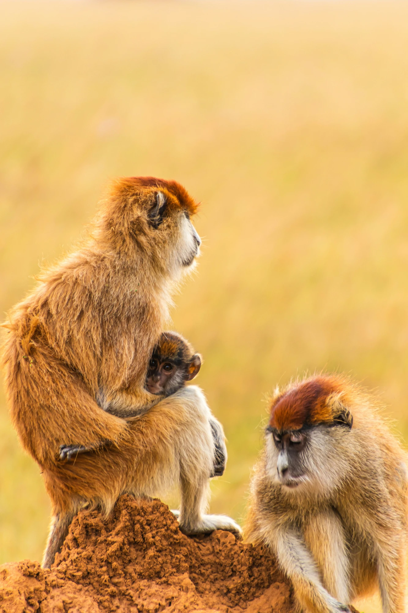 Save Patas Tanzania in the field