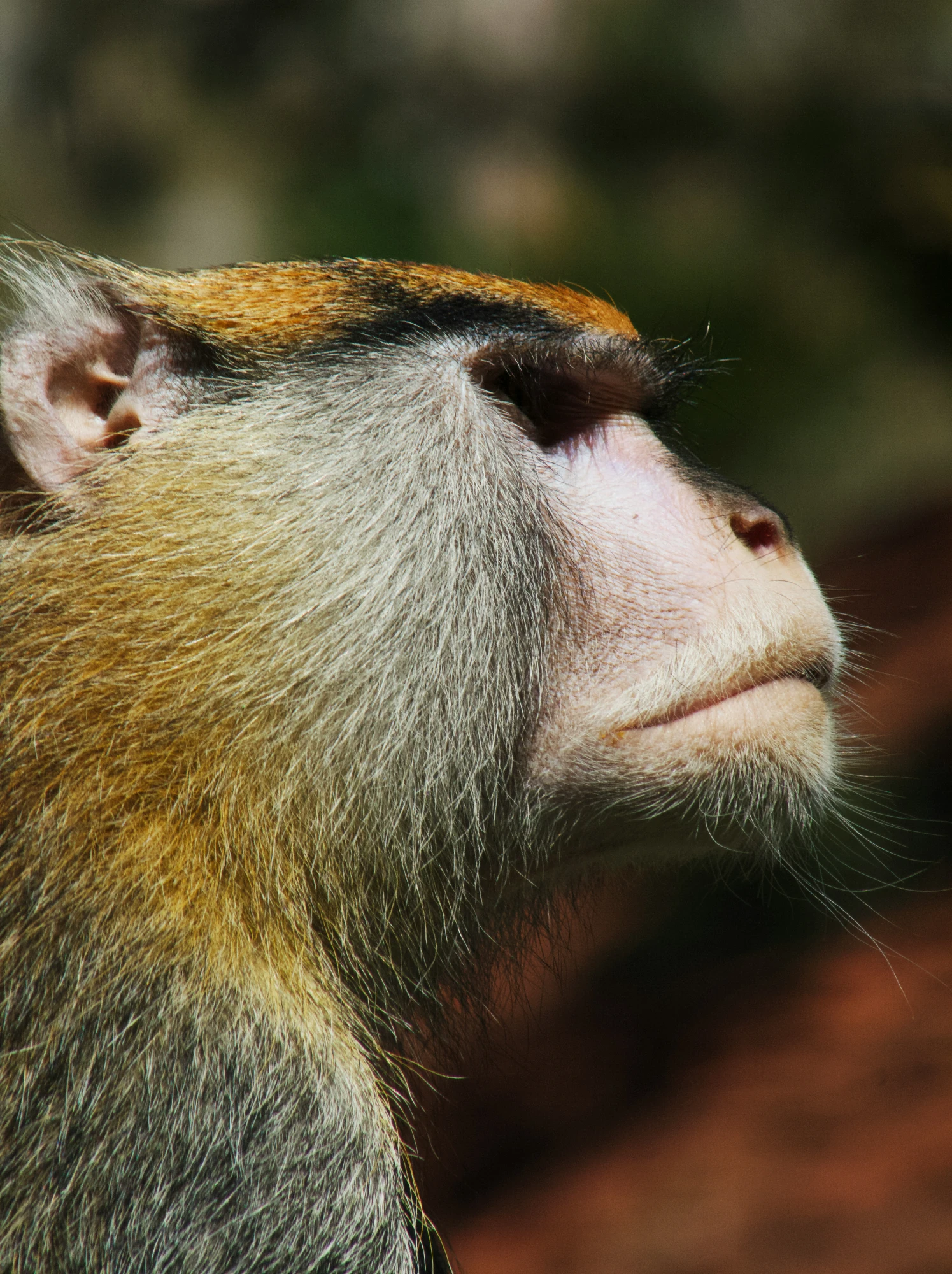 Protecting one species can protect an entire landscape.