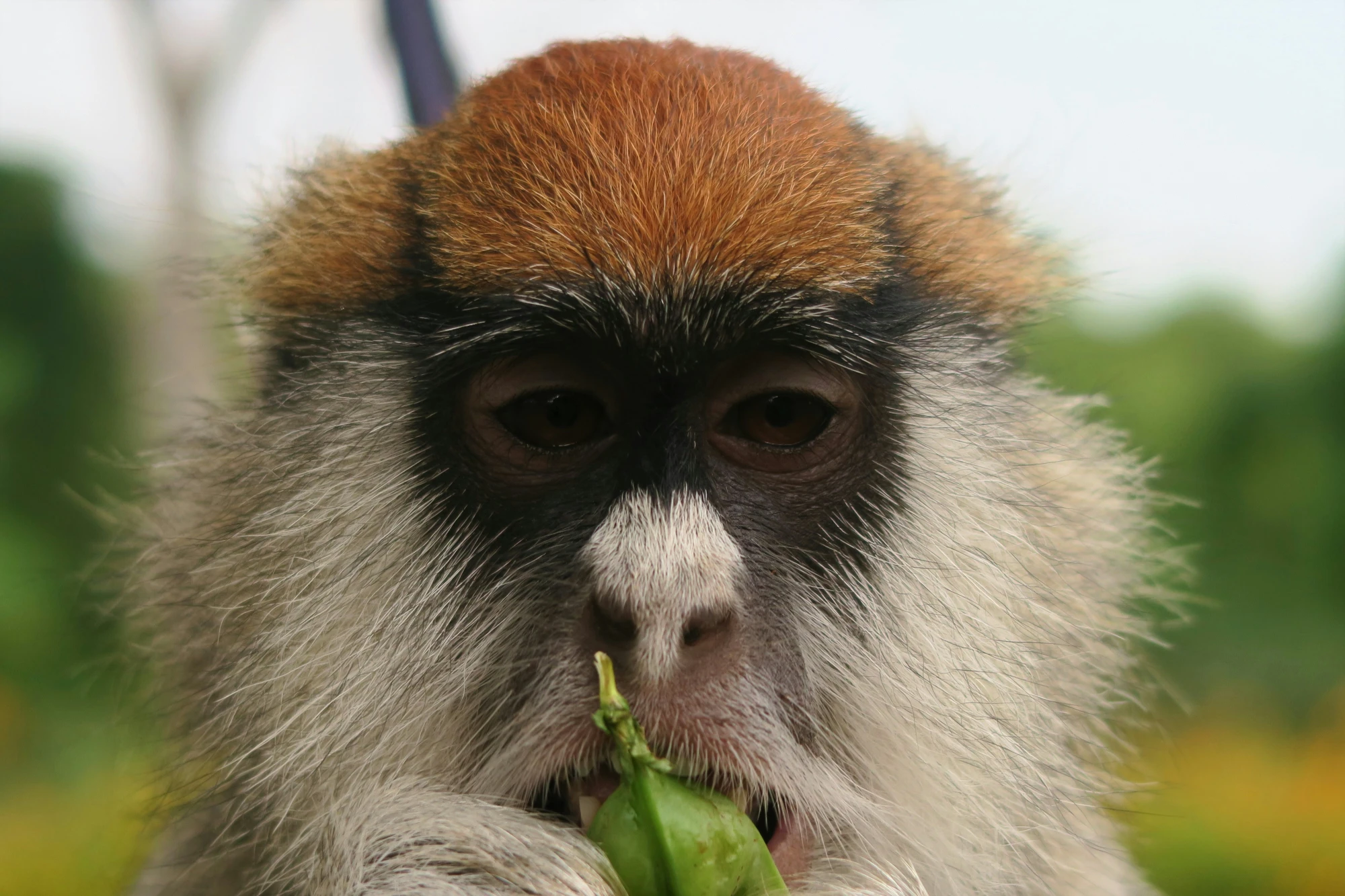 Southern Patas Monkey